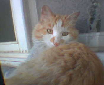 mimich